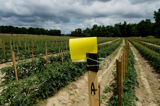 Fig. 9. Yellow sticky cards for monitoring thrips population in tomatoes