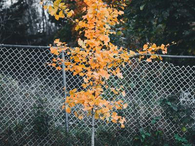 tree planted in the fall
