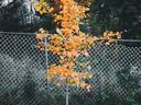 tree planted in the fall