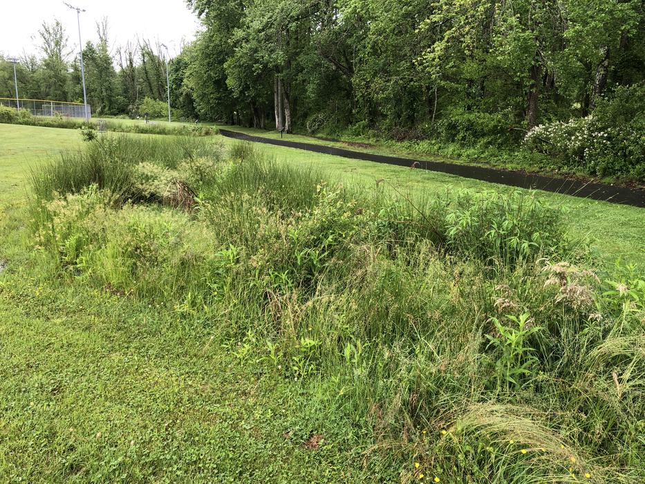 etowah park wetlands