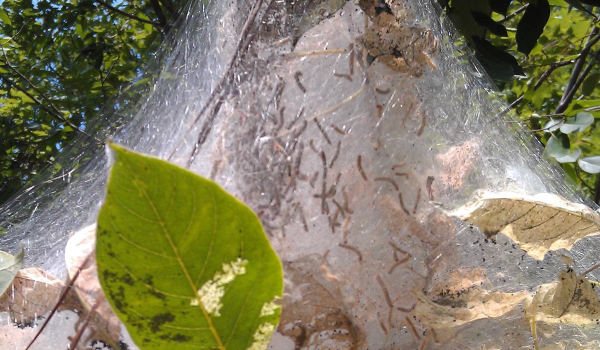 Fall Webworms - Stokes County Center | N.C. Cooperative Extension