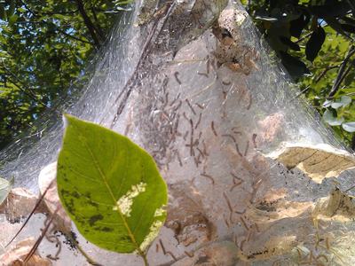 fall web worm nest