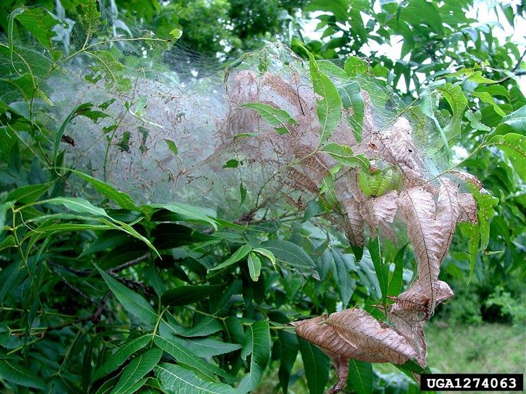 Webbing in a shrub created by fall webworms