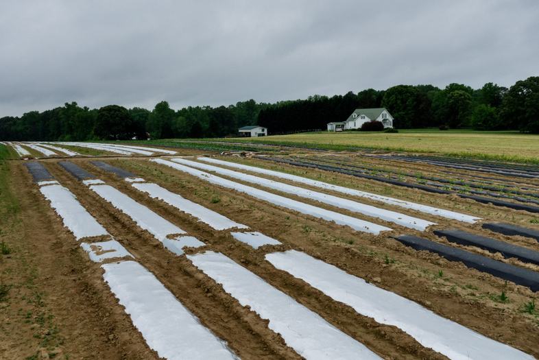 Fig. 11. Field with silver, white, and reflective mulches evaluated for management of western flower thrips in tomato production (Photo: Walgenbach lab, NCSU)