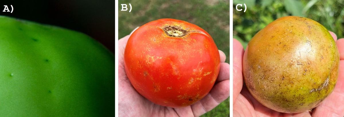 Fig. 7. A) Thrips oviposition scars on unripe fruit, B) gold fleck caused by thrips feeding, and C) scarring and russeting on mature fruits. (Photos: Steve Schoof and Jim Walgenbach, NCSU)