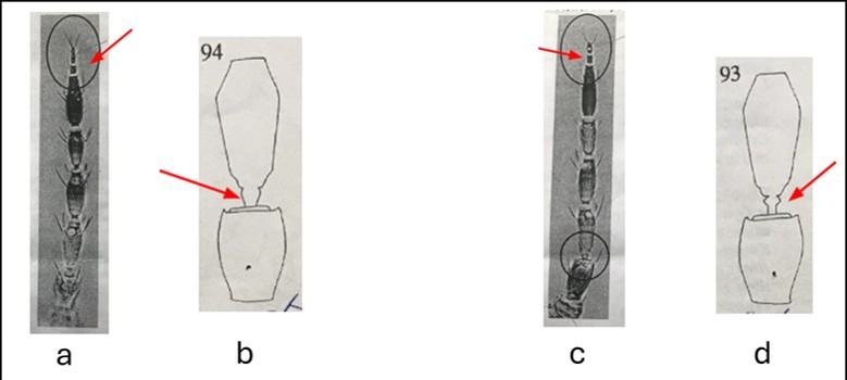 Fig. 2. Key microscopic features distinguishing WFT and EFT based on antennal morphology