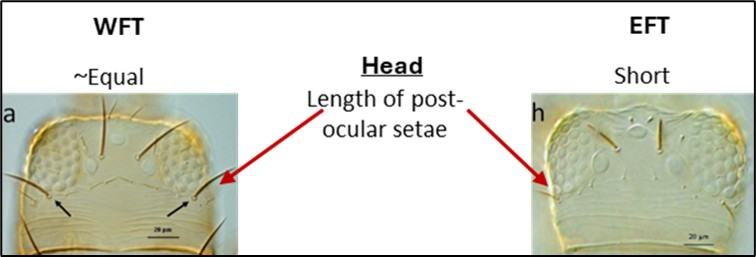 Fig. 3. Key microscopic features distinguishing WFT and EFT based on ocular setae