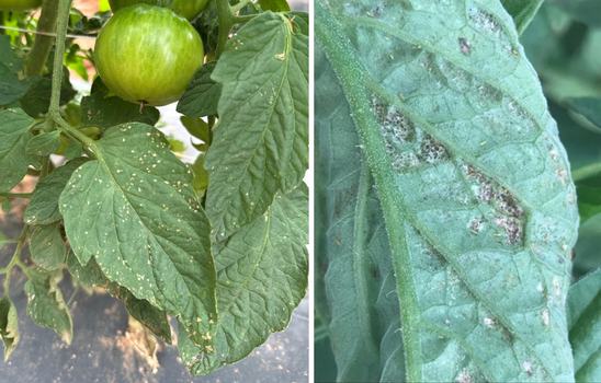 Fig. 6. Thrips feeding damage on tomato leaves. (Photos: Walgenbach lab, NCSU)