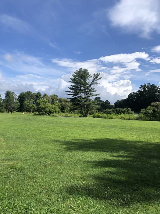large expanse of grass