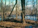 Flooded forest floor with standing water around tree trunks