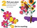How to Count in the Great Southeast Pollinator Census: 1 GSePC.org 2 Pick plant 3 Count 15 min 4 Upload