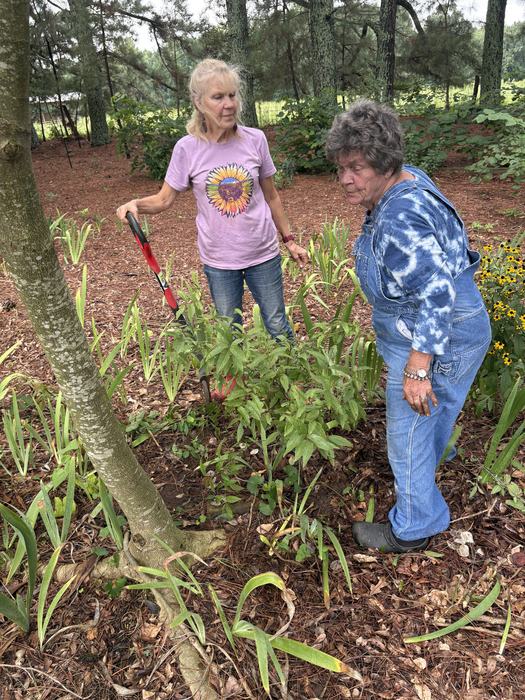 Two volunteers work around a young tree.