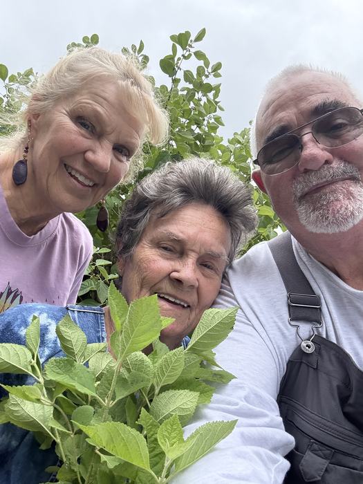 Three volunteers work together on bushes.