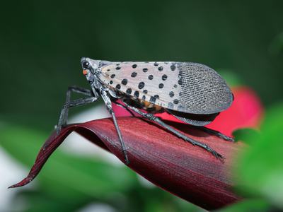 spotted lantern-fly