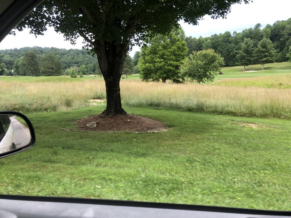 pollinator no mow border