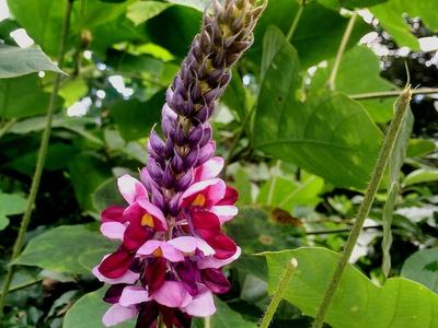 Purple and pink flower spike rising among large green leaves