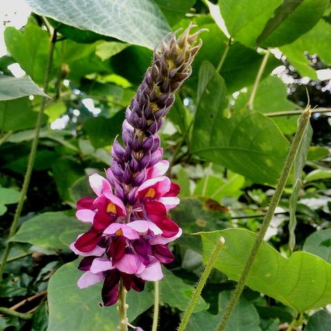 Purple and pink flower spike rising among large green leaves