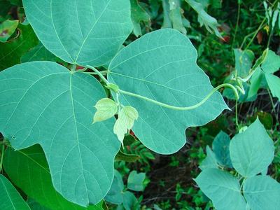 Large heart-shaped green leaves with a thin vine bearing three small pale leaflets