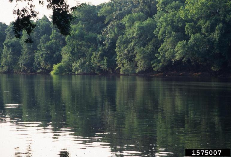 Dense trees growing along the edge of a riverbank