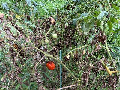Tomato plant with one ripe red tomato, one green tomato, and wilted leaves