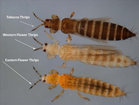 Fig. 1. Close up of three thrips species commonly found in vegetable production systems. (Photo: Jack Reed, Mississippi State University)