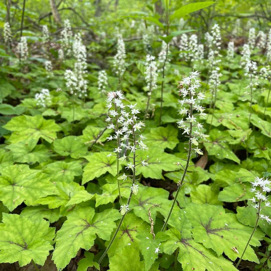 White spiked flowers rising above green, lobed groundcover leaves