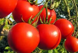tomato