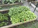 Young collard transplants growing in the Pamlico County extension garden.