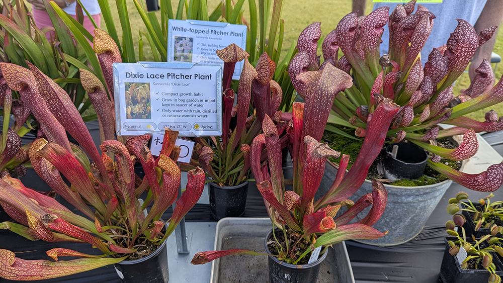 Gorgeous pitcher plants and venus fly traps at the Growing Wild Nursery booth.