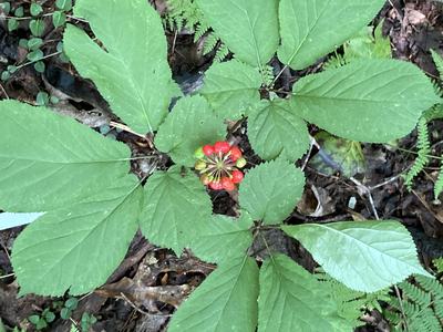 Three prong ginseng plant with red berries in the center