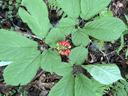 Three prong ginseng plant with red berries in the center