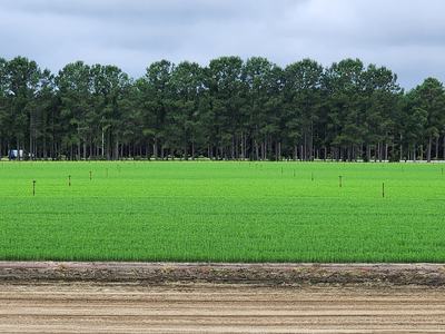 Timberland ready to be evaluated.