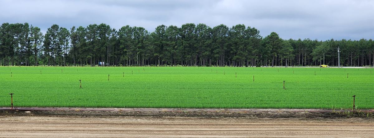 Timberland ready to be evaluated.