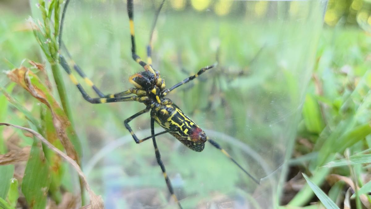 under side of large back and yelow spider