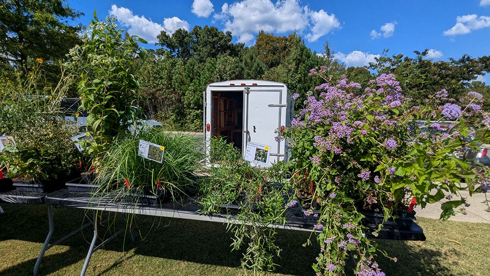 Beautiful perennials at the Mellow Marsh Farm booth.