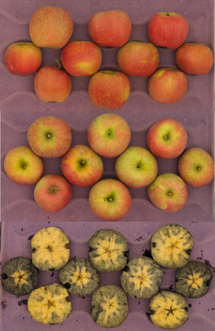 Fuji apples in crate
