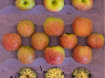 apples in crate showing starch pattern