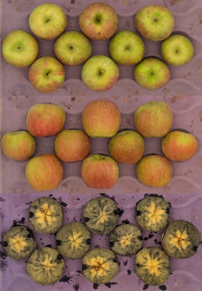 apples showing starch pattern