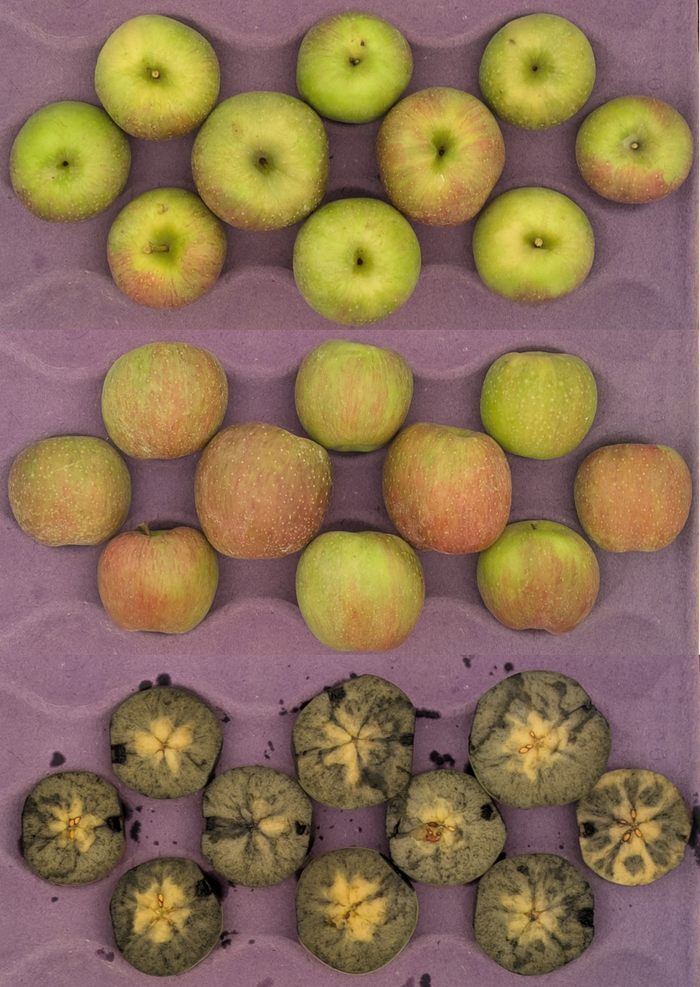 Evercrisp apples in crate