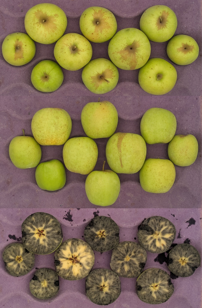 Golden Delicious apples in crate