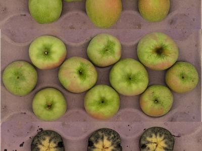 Granny Smith apples in crate