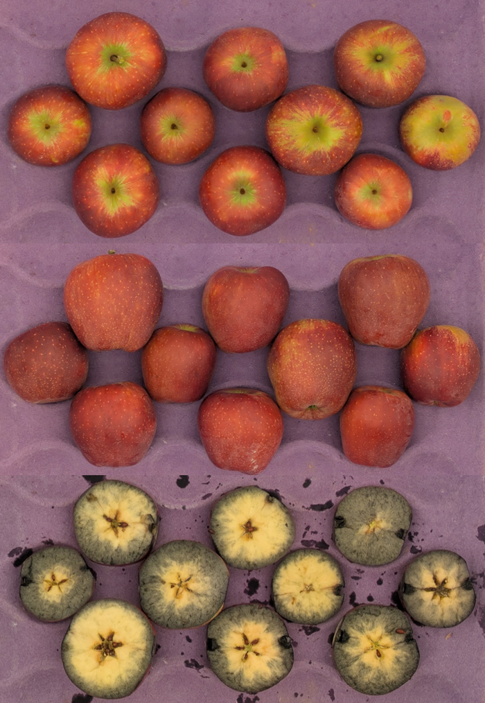 Red Delicious apples in crate