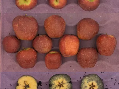 Red Delicious apples in crate