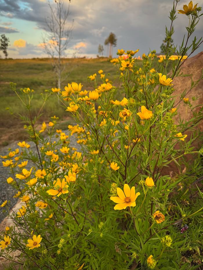 Yellow wildflowers in foreground with grassy field, rocks, and cloudy sky