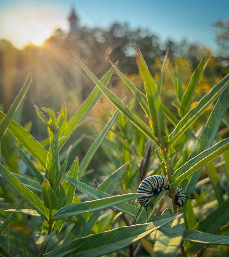 Striped black, yellow, and white caterpillar feeding on green leaves with sunlit background