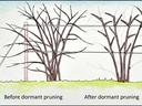 Shrubs on a trellis labeled "Before dormant pruning" and "After dormant pruning" showing removed branches