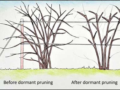 Shrubs on a trellis labeled "Before dormant pruning" and "After dormant pruning" showing removed branches