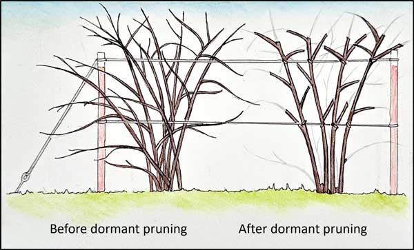 Shrubs on a trellis labeled "Before dormant pruning" and "After dormant pruning" showing removed branches
