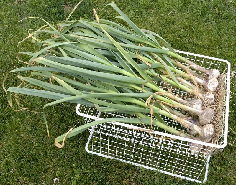 freshly harvested soft neck garlic