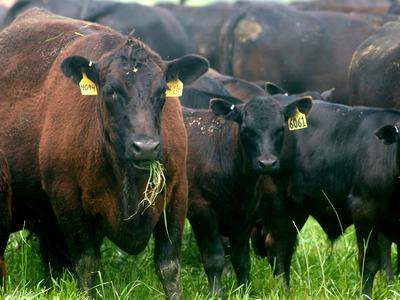 Beef Cattle
